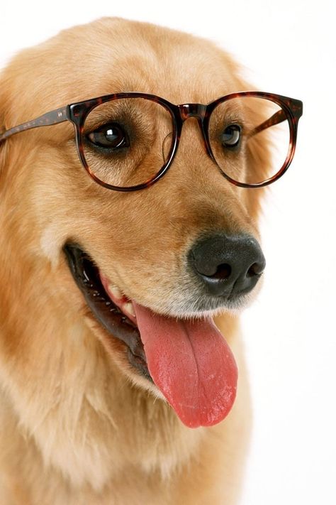 Accessories for a photoshoot! Dog Logic, Dog Glasses, Dog With Glasses, Smart Dog, Funny Dog Pictures, Training Your Puppy, Wearing Glasses, Dog Obedience, Obedience Training