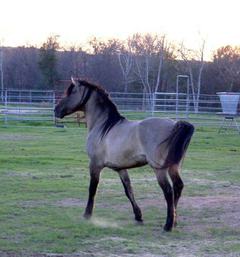 Grullo Horse, Blue Roan Horse, Rocky Mountain Horse, Gaited Horses, Horse Colours, Grulla Horse, Stunning Horses, Horse Beautiful, Horse Markings