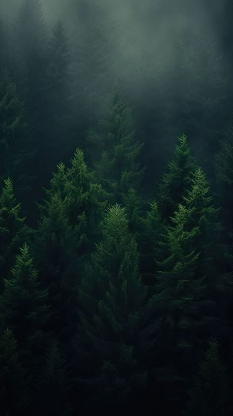 Deep pine forest green outdoors woodland. | premium image by rawpixel.com Deep Green Aesthetic, Soft Autumn Aesthetic, Moody Scenery, Dark Green Aesthetic Wallpaper, Forest Green Aesthetic, Forest Green Wallpaper, Dark Green Forest, Green Moodboard, Green Everything