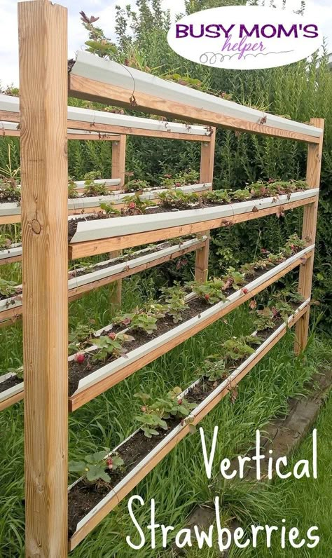 Vertical Strawberries, Gutter Garden, Vegetable Garden Raised Beds, Strawberry Garden, Vegetable Garden Diy, Plants Growing, Vertical Gardening, Veg Garden, Home Vegetable Garden