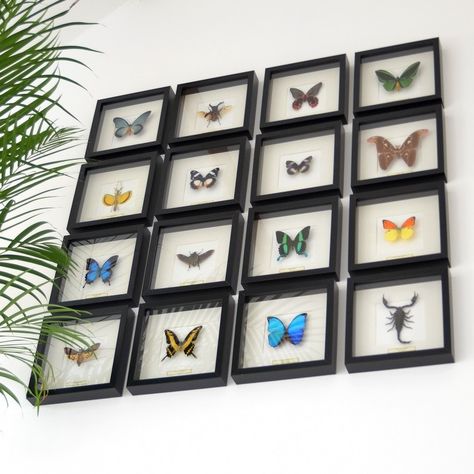 Taxidermy Butterflies, Butterfly Room Decor, Framed Butterflies, Monochrome Bedroom, Butterfly Taxidermy, Butterfly Project, Butterfly Room, Insect Art, Butterfly Frame