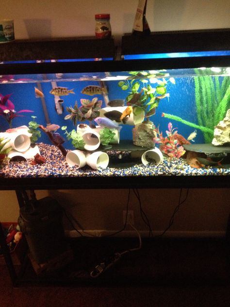 55 Gallon Cichlid Tank ~~~ I like the DIY pvc pipe and slate decorations. Bow Front Aquarium, Cichlid Tank, 55 Gallon Tank, African Cichlid Aquarium, 10 Gallon Fish Tank, Axolotl Tank, Cichlid Aquarium, Fish Aquarium Decorations, Fish Tank Stand