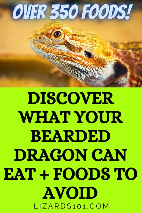 What Can Bearded Dragons Eat, Bearded Dragon Food List, Fancy Bearded Dragon, Diy Bearded Dragon Enclosure, Dragon Enclosure, Dragon Terrarium, List Of Veggies, Dragon Food, Bearded Dragon Diy