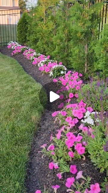 Tatiane | Our.cozy.white.home on Instagram: "Here is how I take care of my Petunias! @wavegardening  Wave Petunia is one of my favorite annual flowers in my garden. To make sure to have a great season performance I have to follow these steps...  1- Fertilizer every two weeks (I use @miraclegro ) 2- budworm spray preventative weekly or needed(I use @bonideproducts  And the final result is what I get... glorious pink carpet of flowers until mid fall! 🌸🌺🌸🌺  Do you like Petunias? Hope you have a wonderful weekend! 😊  . . . . . . #wavepetunias #petunia #petuniacare #budworms #gardenzone6 #gardeningcare #summer2023 #beforeandafter #pinkflowers" Carpet Flowers Plants, Petunia Garden Ideas, Petunia Landscaping Ideas, Petunia Garden Flower Beds, Wave Petunias Flower Bed, Petunias Flower Bed Front Yards, Petunia Flower Bed, Bubblegum Petunias, Flowers Walkway