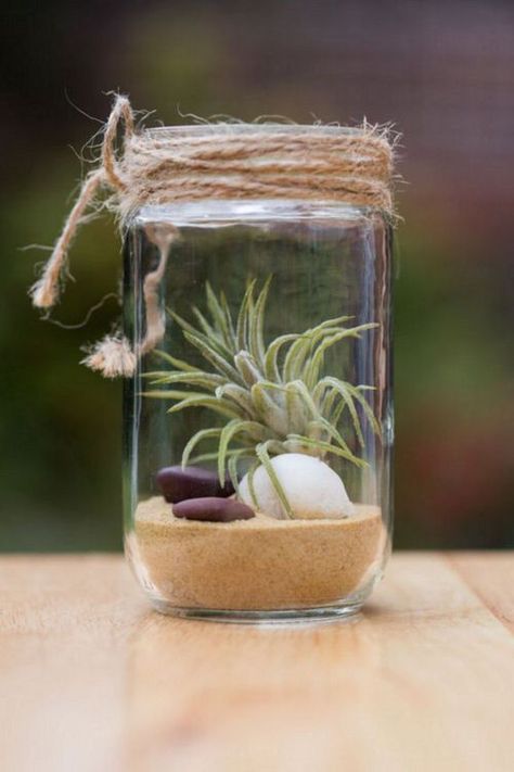 15 Indoor Plants in Glass Jars Ideas | Balcony Garden Web Plants In Glass Jars, Ugly Dress, Mason Jar Garden, Succulents In Glass, Jar Terrarium, Air Plant Garden, Plant In Glass, Air Plants Decor, Indoor Plants Styling