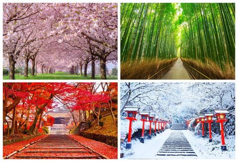 春夏秋冬 (shunkashūtō or haru-natsu-aki-fuyu) refers to the different seasons of “spring, summer, fall, winter.” A season is a period of the year that is distinguished by a special climate condition. Each season has it own specific patterns of light, weather & temperature that occur repeated annually. The four seasons — spring, summer, autumn, and winter — follow one another regularly. Knowing which […] The post How to say Winter,Summer,Spring and Autumn Summer In Japan, Japan Travel Destinations, Visit Kyoto, Japan Winter, Fun Walk, Japan History, Japanese History, How To Talk, Weather And Climate