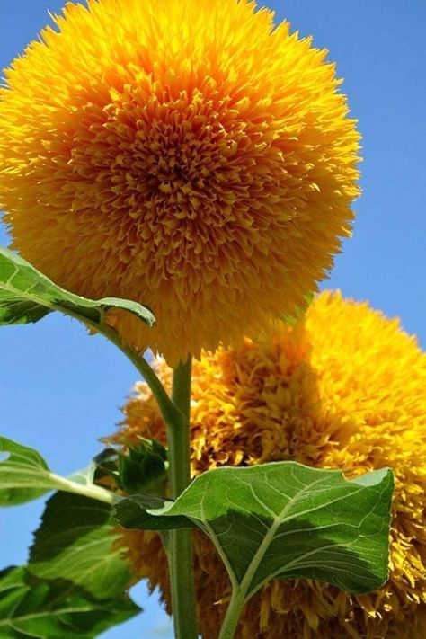 Sunflower Seeds, Balcony, Sunflower, Seeds, Teddy Bear, Tools, Orange, Free Shipping, Flowers