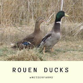 Duck Coop Ideas Diy Building, Rouen Ducks, Rouen Duck, Ducks Funny, Male Duck, Bird Study, Pekin Duck, Backyard Ducks, Duck Breeds