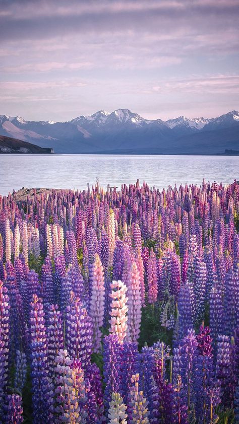 Lupine Flowers, New Zealand Landscape, Family Nature, Wonderful Nature, Beautiful Landscape Photography, Aesthetic Picture, New Zealand Travel, Spring Nature, On The Road Again