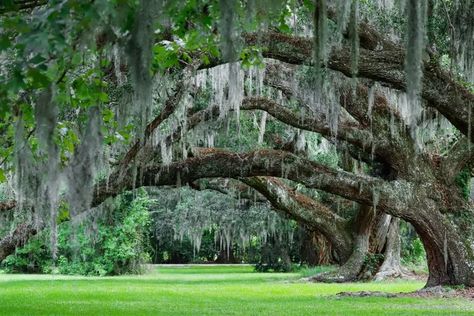 Live Oak - Description, Planting and Growing Oak Tattoo, Southern United States, Botanical Drawing, Urban Forest, Live Oak Trees, Specimen Trees, Single Tree, Tree Nursery, Beautiful Trees