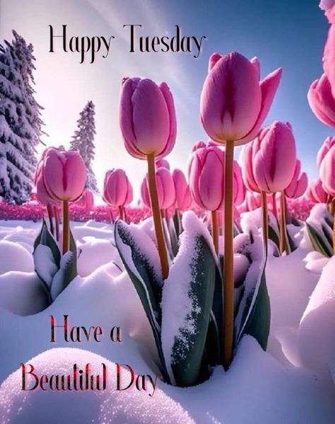 Beautiful Tuesday Good Morning Images, Happy Tuesday Quotes Inspiration, Tulips In Snow, Good Morning Tuesday Wishes, Tuesday Wishes, Happy Tuesday Pictures, Happy Tuesday Images, Good Morning Tuesday Images, Tuesday Quotes Good Morning