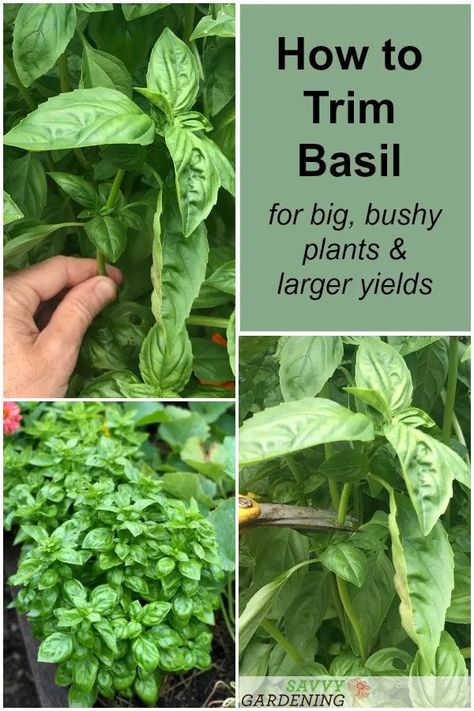 Herb Garden Planter Boxes, Pruning Herbs, How To Trim Basil, Medicinal Tinctures, Pruning Basil, Bushy Plants, Garden Notes, Gardening Food, Edible Gardening