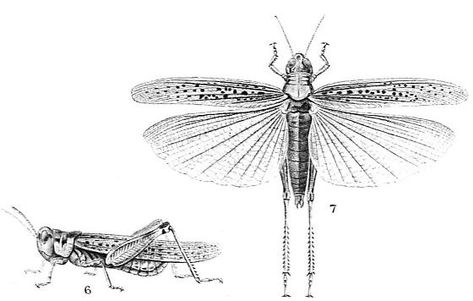 Rocky Mountain Locust - Melanoplus spretus - male - female Locust Tattoos, Bible Tattoos, Iowa State University, Body Mods, Rocky Mountain, Spiders, Rocky Mountains, Rocky, Tatting