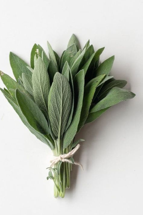 You are going to love growing your own culinary herbs. Here are 9 fresh herbs you can grow in your kitchen window. Perfect for cooking and baking. Sage, rosemary, basil, chives, oregano, mint, parsley, thyme, and cilantro. #freshherbs #culinaryherbs #herbs #gardenherbs Pasta Evangelists, Herbs For Inflammation, Freezing Cilantro, Herbs To Grow Indoors, Tequila And Lemonade, Herbs To Grow, Sage Herb, Lemon Poppyseed Bread, Growing Herbs Indoors