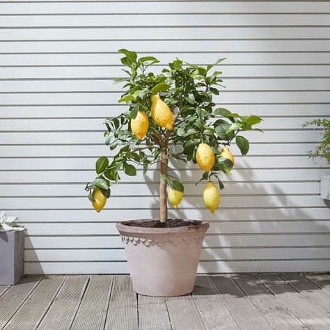 Patch 🌱 (@patchplants) posted on Instagram: “Grow your own supply of lemonade with Vivi 🍋 🌱. 🌿. Vivi, Lemon Tree 🌺.� #plantsbringhomestolife #urbangarden #urbangardening #indoorplants…” • Sep 15, 2020 at 11:30am UTC Citrus Tree Indoor, Indoor Tree Plants, Canary Island Date Palm, Garden Concept, Lemon Plant, Chilli Plant, Citrus Plant, Terracotta Plant Pots, Indoor Trees