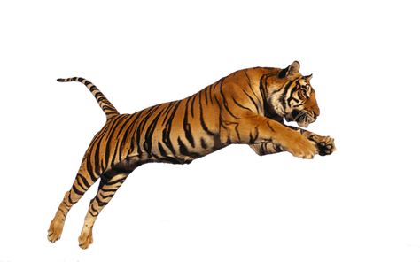 Giant Realistic Flying Tiger, Tiger Png, Wild Lion, Black Background Images, Banner Background Images, Tiger Art, Sweet Animals, Life Drawing, Big Cats