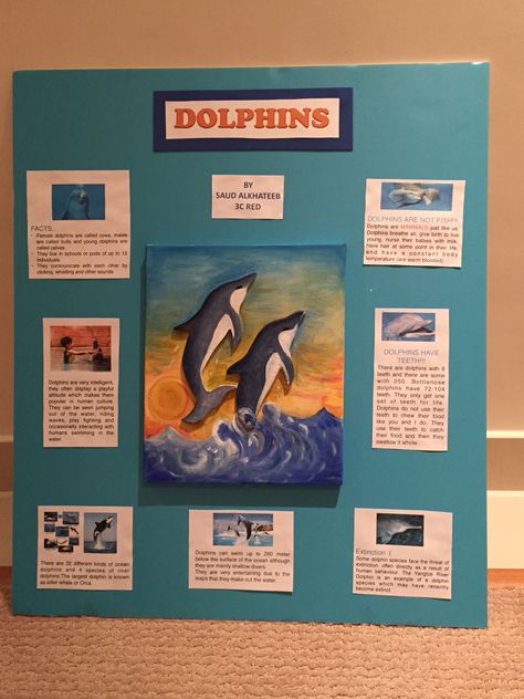 3rd grade science project about DOLPHINS Mammal Poster Board Project, Dolphin Poster Board Projects, Dolphin Science Project, Animal Poster Board Project, Blue Whale Facts, 3rd Grade Science Projects, Endangered Animals Project, Dolphin Project, Elementary School Projects