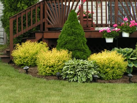 I love this landscaping...I grow the Goldmount Spiraeas in with my shrubs around the house. They are so beautiful, love them!! Landscaping Around Deck, Deck Landscaping, Villa Architecture, Evergreen Landscape, Foundation Planting, Low Maintenance Landscaping, Garden Shrubs, Have Inspiration, Landscaping Tips