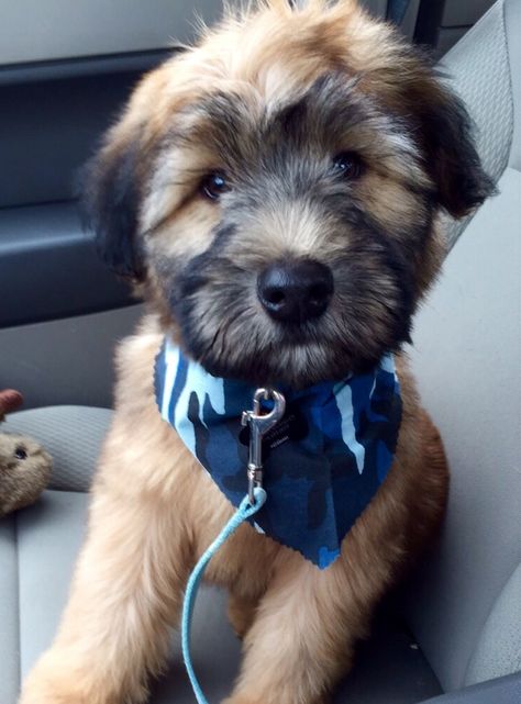 Rory a soft coated wheaten terrier puppy #wheaten #terrier Wheaten Terrier Puppy, Schnoodle Puppy, Wheaton Terrier, Fluffy Puppies, Soft Coated Wheaten Terrier, Wheaten Terrier, Cute Dog Pictures, Cute Creatures, Beautiful Dogs