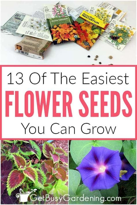 Do you need to find some easy, shady annual flowers to fill a garden bed? Or want to plant some bee-friendly annuals to help bring pollinators to your garden? Check out this list of 13 easy annuals to grow for suggestions on seeds that even a beginner can take care of. I’ve included my favorite direct sow and indoor start annual flower seeds and shared advice on each, including the best time for planting, the varieties I most recommend, and other tips to help you pick the right ones for you. Planting Flowers From Seeds, Plants Propagation, Planting Hacks, Fast Growing Flowers, Design For Small Spaces, Easy To Grow Flowers, Shade Annuals, Cottage Gardening, Land Scaping