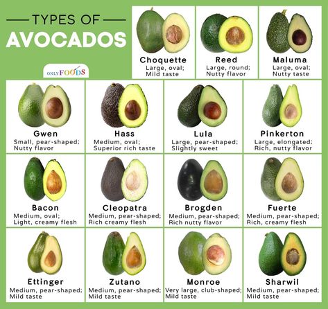 15 Different Types of Avocados Out There You May Not Know About Avocado Varieties, Avocado Types, Avocados From Mexico, Bacon Avocado, Flavored Bacon, What Is The Difference Between, Food Facts, Delicious Fruit, Fruits And Veggies