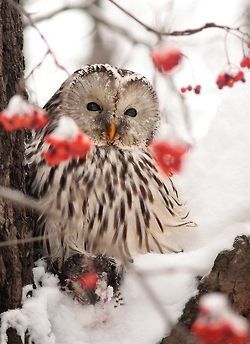 Owl in winter. <3 #owl #winter The Snow, Red