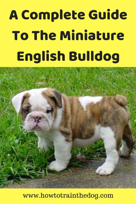 A Complete Guide To The Miniature English Bulldog #MiniatureBulldog #minibulldog #bulldog Mini English Bulldogs, Miniature English Bulldog, Miniature Bulldog, English Bulldog Funny, Mini Bulldog, Bulldog Francese, English Bulldog Puppy, English Bulldogs, Bulldog Puppies