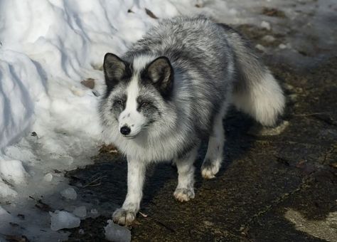 Marble Fox Aesthetic, Grey Fox Animal, Fox Colors, Domestic Fox, Arctic Fox Facts, Baby Arctic Fox, Platinum Fox Animal, Fox Facts, Foxes In The Snow