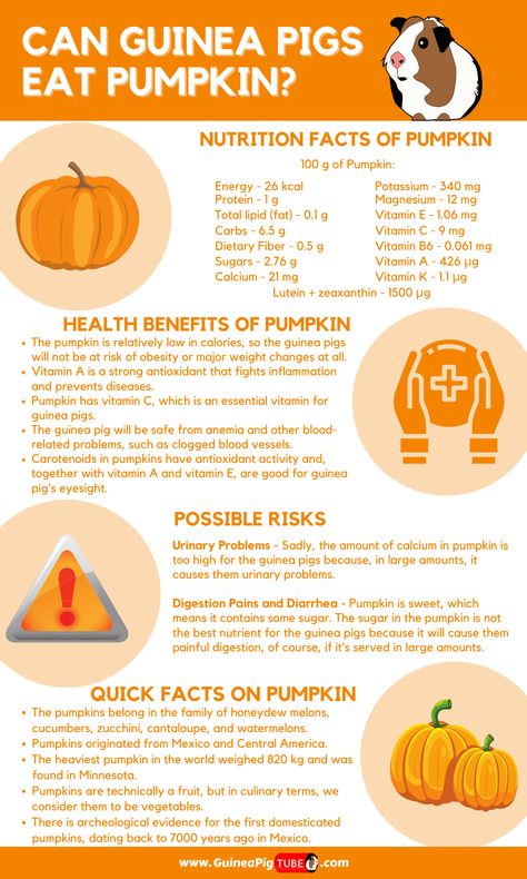 Do you want to know can guinea pigs eat pumpkin? In this blog post, you can find out more information about the health benefits of guinea pig eating the pumpkin and some nutrition facts of pumpkin. Also, read about risks to consider when feeding pumpkin to guinea pigs and some quick facts on the pumpkin. #guineapigs #guineapigfood #guineapigeating #pumpkin Gineau Pig Care, Pumpkin Benefits, How To Take Care Of Guinea Pigs, Pig Diet, Guinea Pig Names Girl, Guinea Pig Diet, Guinea Pig Vegetable List, Guinea Pig Food, Pet Rodents