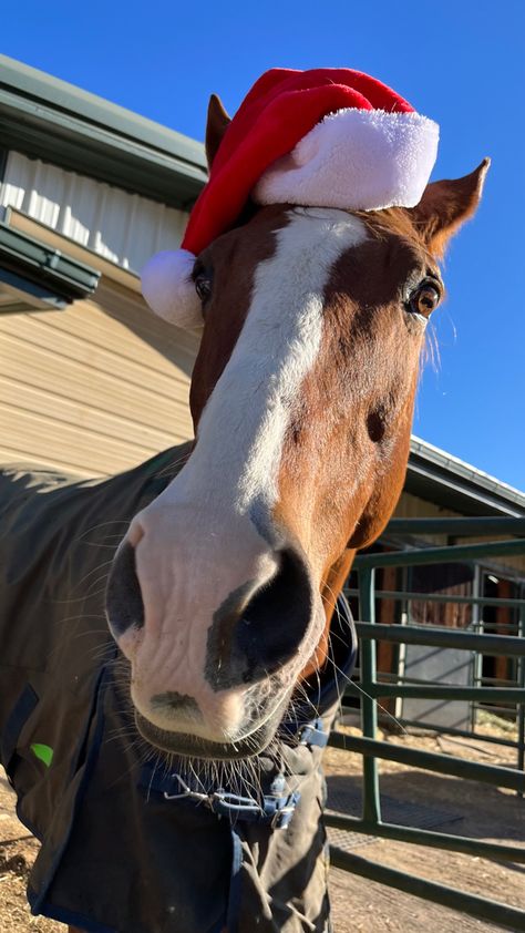 Christmas Horse Aesthetic, Christmas Horse Wallpaper, Christmas Horse Photoshoot, Horse Christmas Pictures, Christmas Equestrian, Horses Christmas, Equestrian Christmas, Freetime Activities, Dog Parade