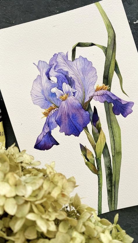 Iris Art, Iris Painting, Watercolor Sketchbook, Watercolor Flower Art, Art Painting Gallery, 수채화 그림, Watercolor Art Lessons, Botanical Watercolor, Botanical Drawings