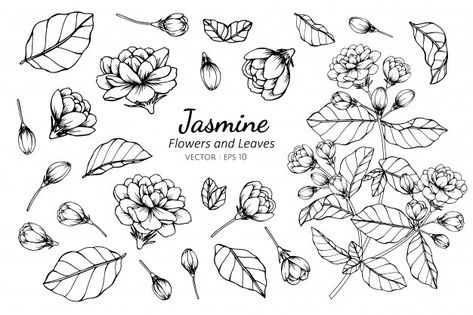 Flower Line Drawings, 카드 디자인, Jasmine Flower, Leaf Drawing, Line Art Tattoos, Floral Drawing, Leaves Vector, Tattoo Outline, Outline Drawings