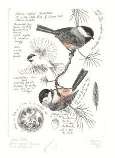 Birding Journal, Animals Tattoo, Bird Sketch, Nature Sketch, Have Inspiration, Birds And Flowers, Nature Drawing, Arte Sketchbook, Scientific Illustration