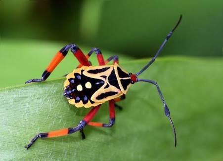 Amazon Rainforest Insects, Tropical Insects, Rainforest Insects, Bug Reference, Forest Bugs, Weird Insects, Shield Bugs, Cool Insects, Insect Photography