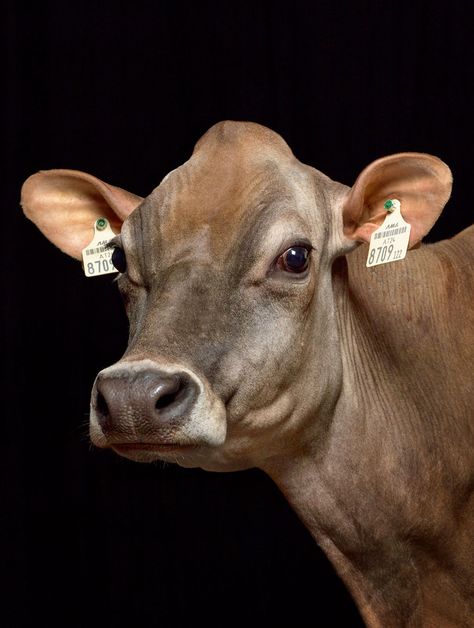 Cow Close Up, Cow Portrait Photography, Nguni Cattle, Cow Portrait, Hereford Cows, Cow Photography, Cow Art Print, Cow Photos, Jersey Cow