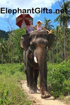 Visit ElephantGifts.net for more funny elephant photos and videos Riding Elephants In Thailand, Riding Elephants, Funny Elephant, Thailand Elephants, Thailand Vacation, Elephant Pictures, Elephants Photos, Elephant Lover, An Elephant