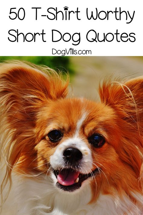 50 Short Dog Quotes That Are Totally T-Shirt Worthy - DogVills My Dog Is My Therapist, Dog Shirt Sayings For Dogs, Dog Agility Quotes Funny, Cute Pet Sayings, Funny Dogs Quotes, Cute Dog Sayings Signs, Cricut Dog Shirt Ideas, Dog Phrases Quotes, Funny Dog Sayings Signs