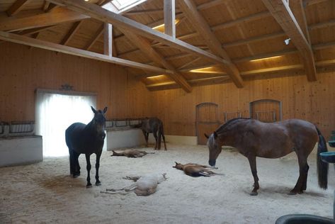 Equestrian Barns, Stable Style, Horse Barn Ideas Stables, Spanish Horse, Paddock Paradise, Horse Shelter, Dream Stables, Dream Horse Barns, Horse Barn Plans