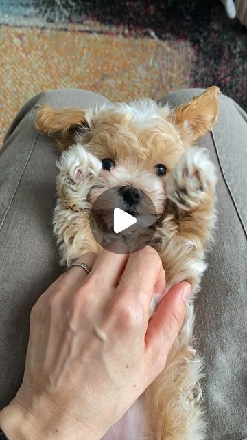 Maltipoo, Maltese, Poodle Teacup Puppies - MLA Pets on Instagram: "Lots of MALTIPOO PUPPY LOVE to You All🥰🙏🐾🌸❤️🌸🐾

#doglover #doglovers #cutnessoverload #cutepetclub #toomuchcuteness #toocute #toocuteforwords
#puppy #puppylove #puppylover #reelsvideo #trendingreels #maltipoosofinstagram #maltipoos #cutestpuppy #dogs #cutestdogs #teddybearlove #teddybeardog #dogofinstagram #instadog #instadoggy #doglife #doglifeisgood #mlapets #pet #petlovers" Teacup Maltipoo Puppy, Maltipoo Full Grown, Poodle Teacup, Toy Maltipoo, Teacup Maltipoo, Teacup Poodle Puppies, Maltipoo Puppies For Sale, Maltipoo Dog, Pets Preschool Theme