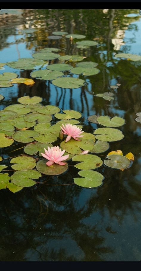 Water Lilies Painting, Nice Photography, Reflection Photos, Water Lily Pond, Lotus Pond, Flower Landscape, Plants Garden, Water Reflections, Lily Pond