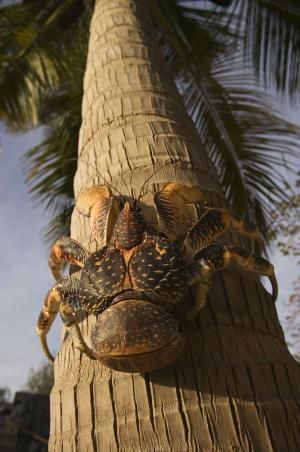 Coconut Crab, Incredible Nature, Animal Encounters, Giant Animals, Animal Nursery Theme, Animal Symbolism, Animal Portraits, Unusual Animals, About Animals