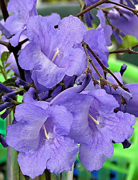 jacaranda Jacaranda Flower, Heidi Willis, Jacaranda Trees, Painting Leaves, Jacaranda Tree, Garden Beautiful, Art Commissions, Beautiful Trees, Lovely Lavender