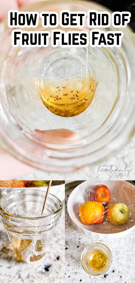 fruit fly trap Where Do Fruit Flies Come From, Fruit Flies In Drain Sinks, Fruit Fly Trap Apple Cider Vinegar, Fruit Flies Get Rid Of, Diy Apple Cider Vinegar, Catch Fruit Flies, Diy Apple Cider, Diy Apple, Fruit Fly Trap