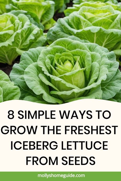 Learn how to grow iceberg lettuce from seeds with our easy step-by-step guide. Discover all the tips and tricks you need to successfully cultivate crisp and refreshing iceberg lettuce in your own backyard. Whether you're a seasoned gardener or just starting out, our instructions will help you achieve a bountiful harvest of this classic salad green. Say goodbye to store-bought lettuce and hello to homegrown goodness! Start your journey to fresh, delicious salads today by mastering the art of grow Lettuce Seeds, Classic Salad, Organic Remedy, Iceberg Lettuce, Soil Layers, Bountiful Harvest, Harvest Time, Grow Lights, Delicious Salads