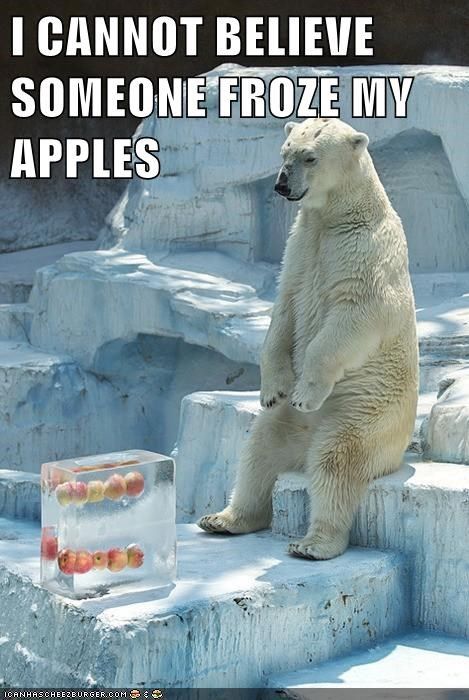 Polar Bear Funny, Animal Captions, Funny Bears, 웃긴 사진, Funny Animal Memes, Funny Animal Pictures, Funny Animal, Dress Outfit, 귀여운 동물