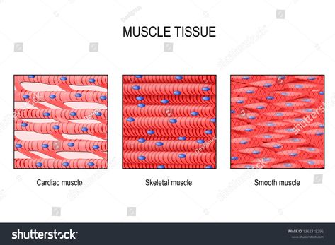 muscle tissue. Skeletal muscle, smooth (in a gastrointestinal tract) and cardiac muscle (in a heart). Types of Muscle cells. illustration for medical, educational, biologycal and science use #Ad , #spon, #tract#gastrointestinal#heart#cardiac Tissue Illustration, Types Of Muscle Tissue, Integumentary System Project, Cells Illustration, Cardiac Muscle, Smooth Muscle Tissue, Muscle Diagram, Muscle System, Types Of Muscles