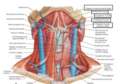 Human Anatomy Lessons: Suprahyoid Muscles Anatomy Of The Neck, Throat Anatomy, Neck Muscle Anatomy, Jugular Vein, Nerve Anatomy, Facial Nerve, Ligaments And Tendons, Carotid Artery, Yoga Anatomy