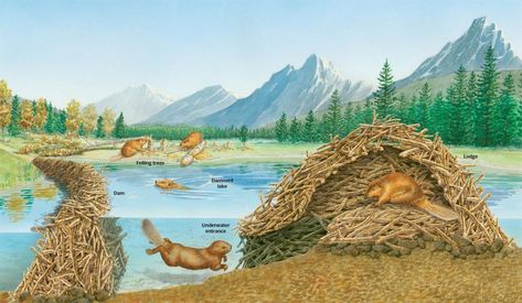 A cross-section through beaver lodge and dam Beaver Lodge, Animal Quiz, Beaver Dam, Water Pond, Free Quiz, Flora And Fauna, Wildlife Art, Rafting, Animal Kingdom