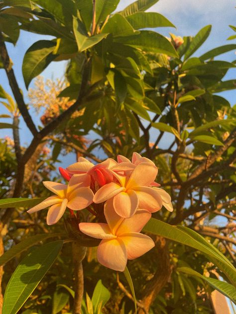 Plumeria Flowers Wallpaper, Beachy Wallpapers, Beach Flowers, Plumeria Flowers, Nothing But Flowers, Flower Therapy, Tropical Landscaping, Summer 24, Tropical Vibes