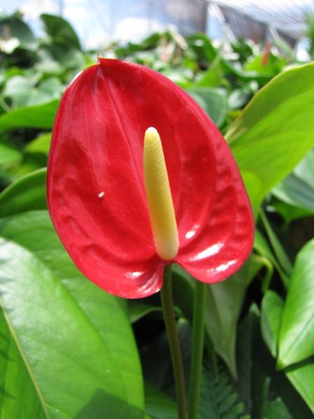 Flamingo lily, native to Hawaii.  I just got one of these last week. It's really pretty.  Hope I don't kill it. :/ Flamingo Lily, Heart Leaf Philodendron, Peace Lily Plant, Flamingo Flower, Cast Iron Plant, Flower Collage, Lily Plants, Pothos Plant, Iron Plant